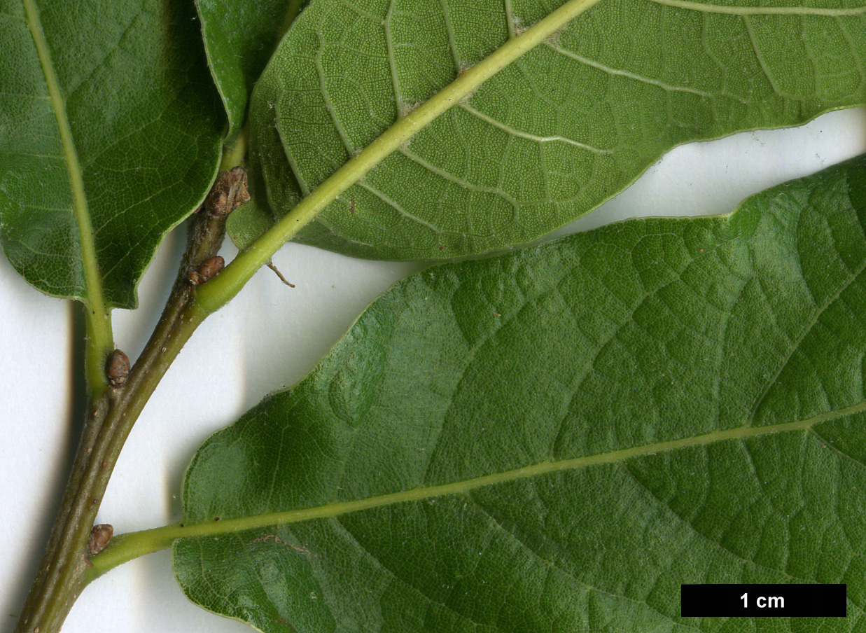 High resolution image: Family: Fagaceae - Genus: Quercus - Taxon: castanea × Q.sapotifolia